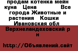 продам котенка мейн-куна › Цена ­ 35 000 - Все города Животные и растения » Кошки   . Ивановская обл.,Верхнеландеховский р-н
